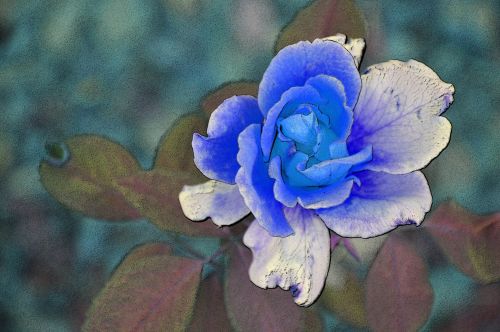 Blue Painted Rose