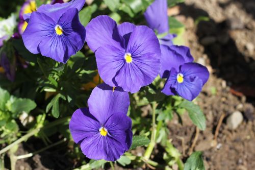 blue pansy flower bloom