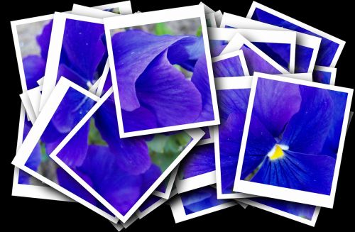 blue pansy flower garden purple