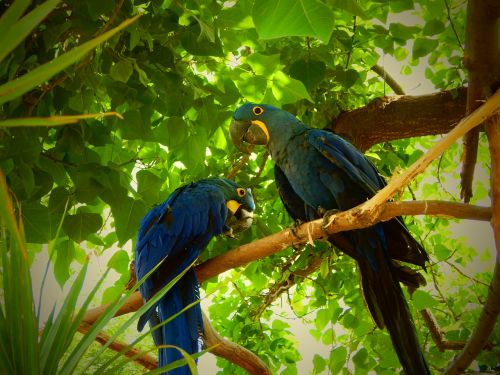 blue parrots birds tropical