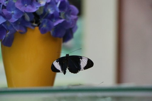blue passion flower butterflies  butterfly  wing