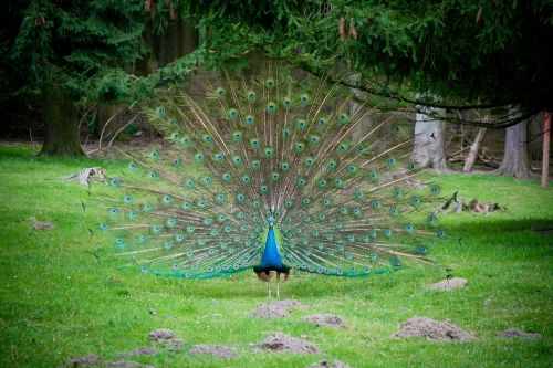 blue peacock balz spring crown