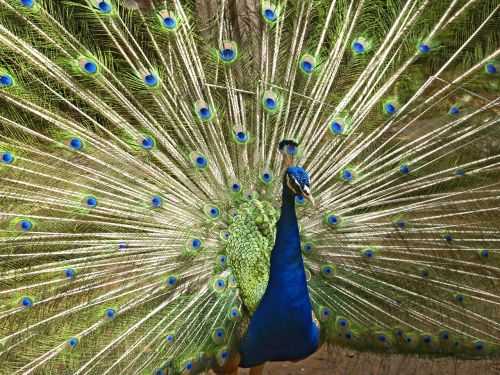 blue peacock bird fly