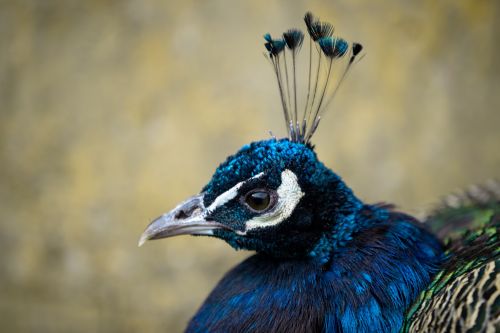 Blue Peacock