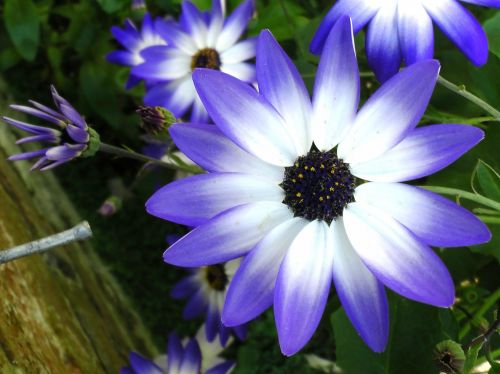 Blue Pericallis Flowers