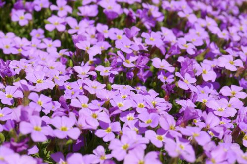 blue pillow flowers purple