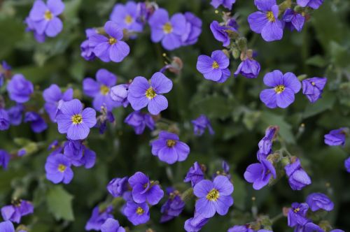 blue pillow flowers purple