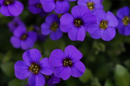 blue pillow garden ornamental plant