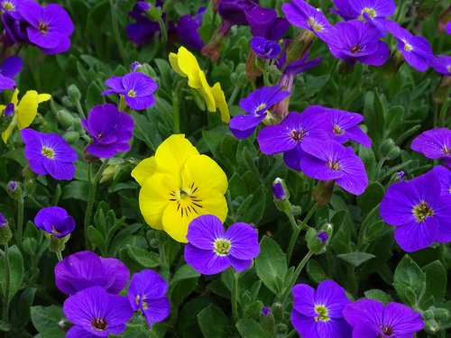 blue pillow  aubrieta  cruciferous