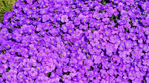 blue pillow  flowers  spring