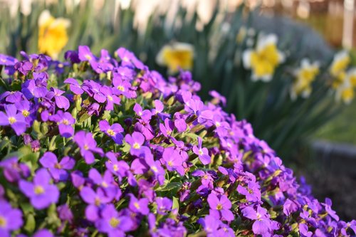 blue pillow  garden  flower