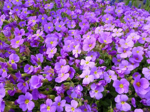 blue pillow  violet  petals