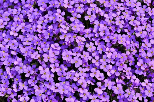 blue pillow  aubrietien  violet