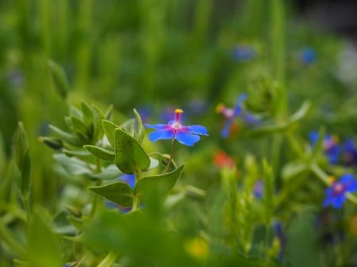 blue pimpernel flower blossom