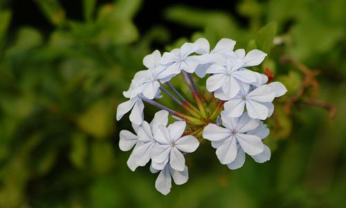 blue plumbago flowers spring