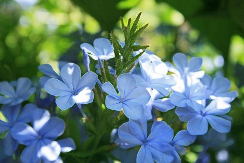 Blue Plumbago Flowers