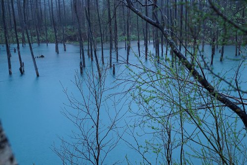 blue pond  hokkaido  flooded woodland