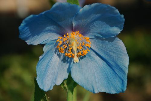 blue poppy flower blossom