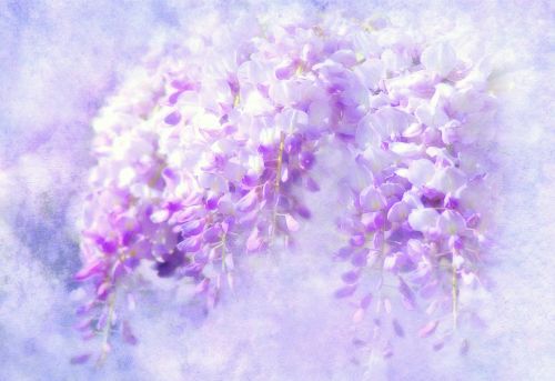 blue rain wisteria flowers