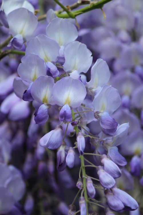 blue rain wisteria blossom