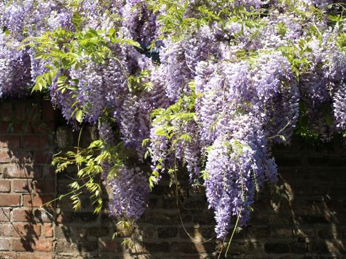 blue rain wisteria flowers