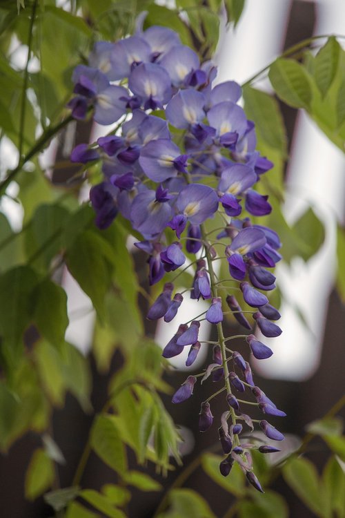 blue rain  blossom  bloom