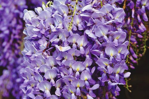 blue rain  flower  violet