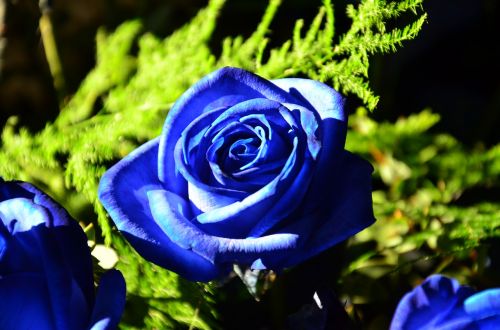 blue rose roses flowers