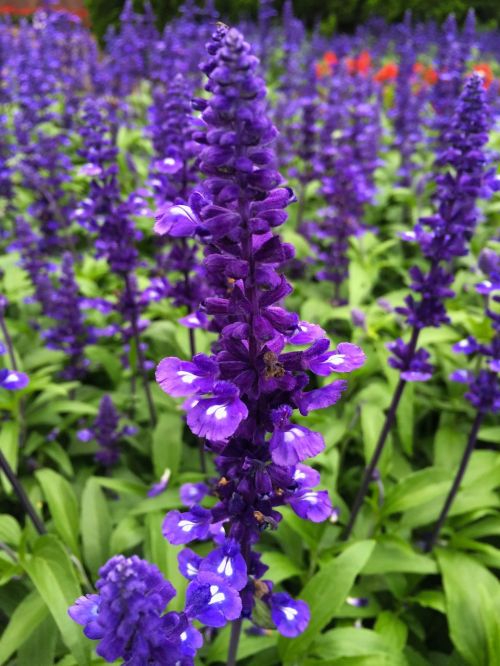 blue sage blue-violet flowers