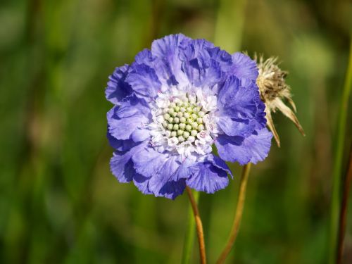 blue scabiosa flower blue