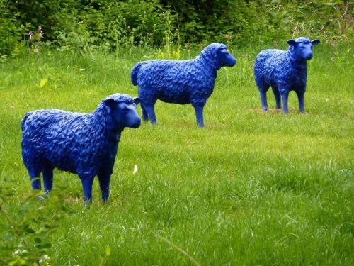 blue sheep meadow nature