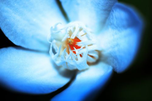 Blue Single Flower