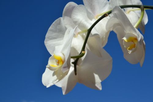 blue sky white orchids white flower