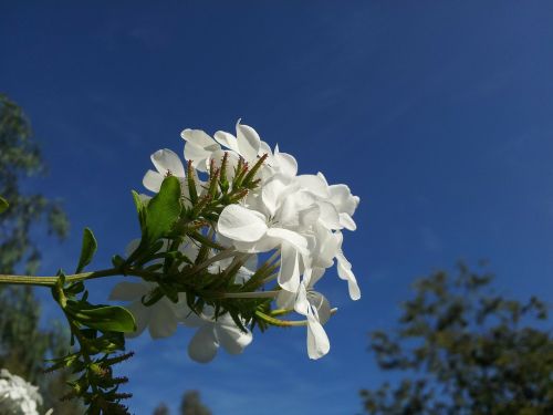 blue sky floral plant