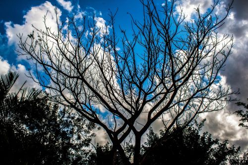 blue sky tree shadow tree