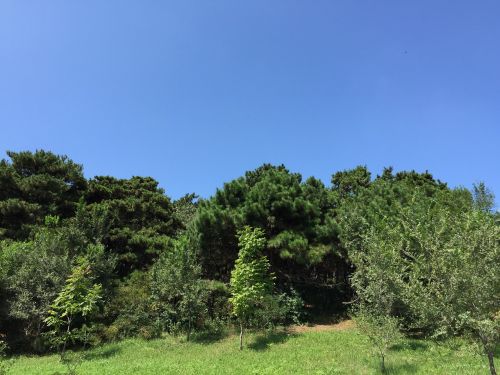 blue sky white cloud big trees