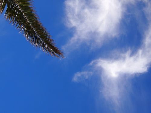 blue sky cloud palm trees