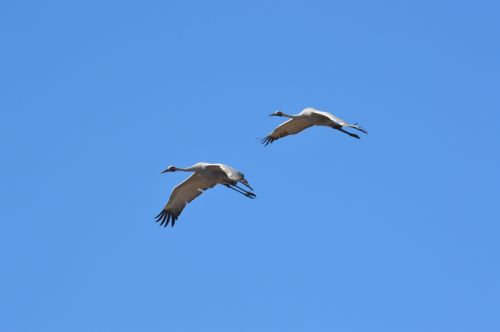 blue sky birds flight