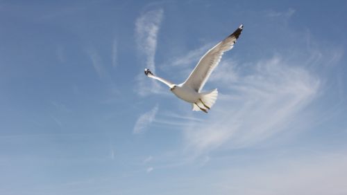 blue sky seagull nature