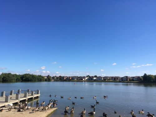 blue sky ducks lake