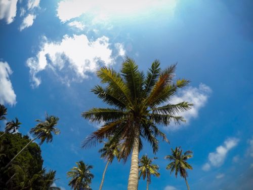 blue sky palm tree palms