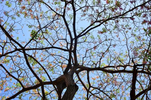 blue sky branches flowers