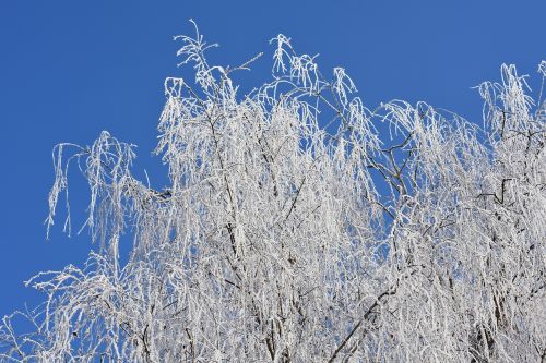 blue sky tree winter