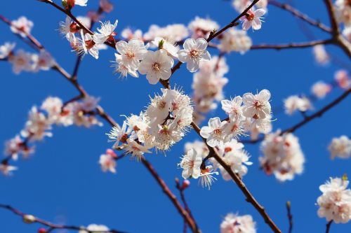 blue sky apricot white blue