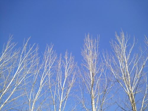 blue sky tree light