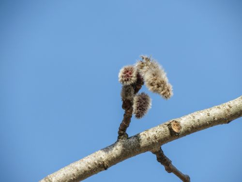 blue sky branch green