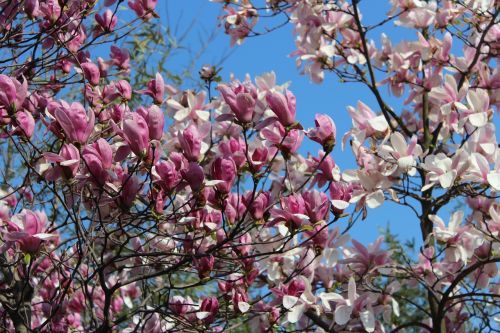 blue sky flower tree