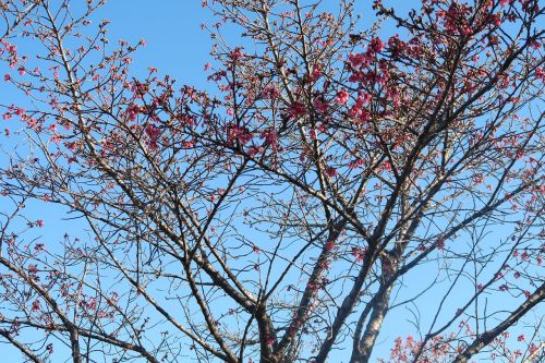 blue sky tree flowers roses