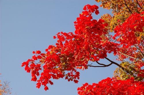 blue sky fall autumn