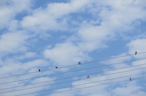 blue sky cure birds